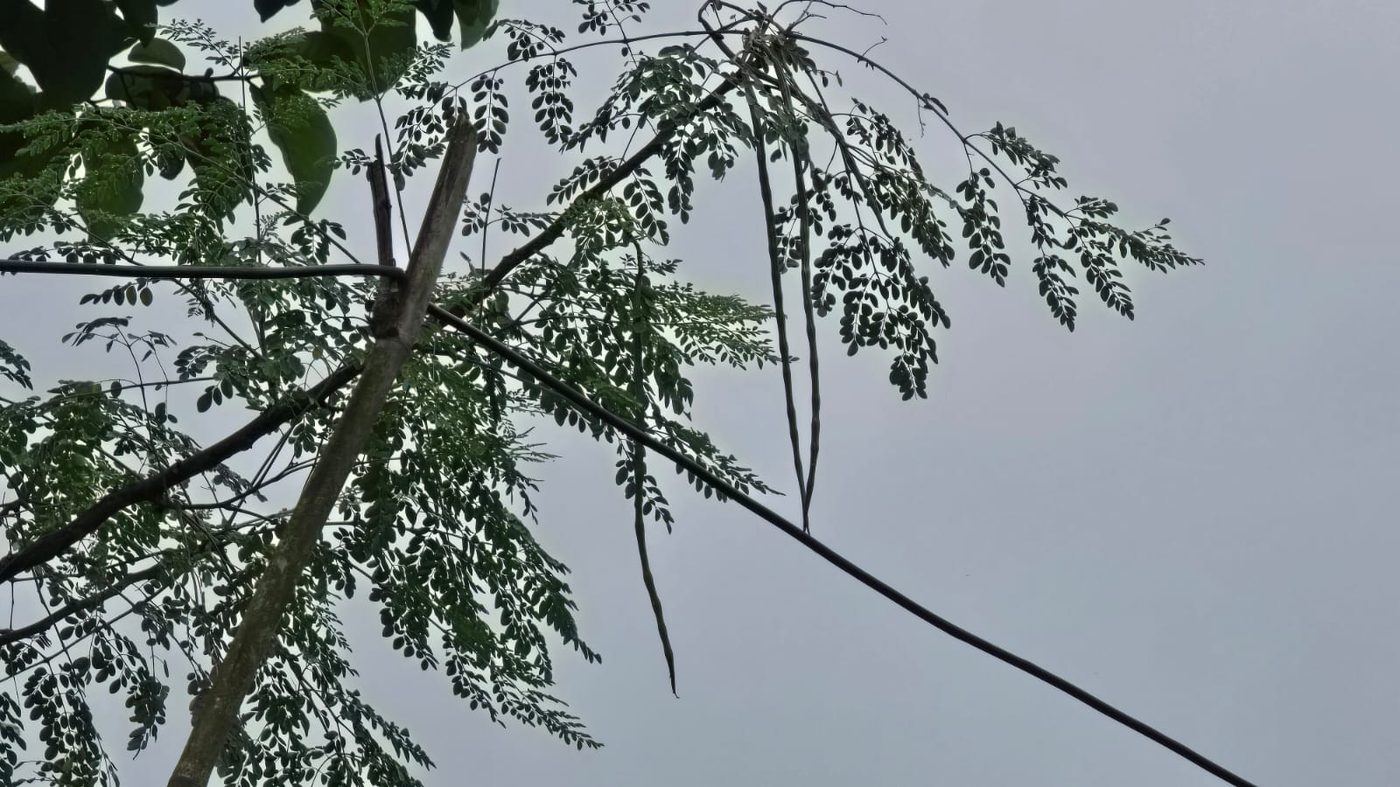 Moringa tree on the farm
