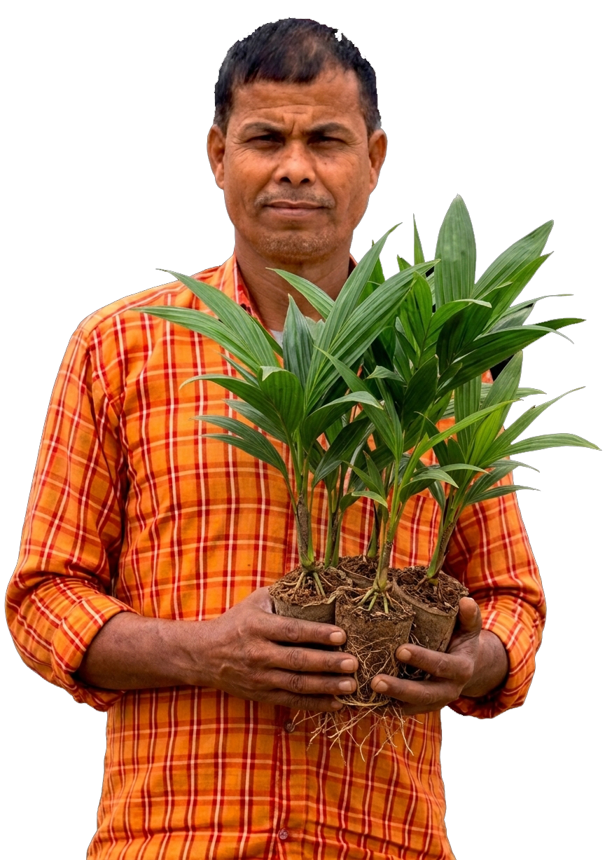 Farmer holding areca nut saplings
