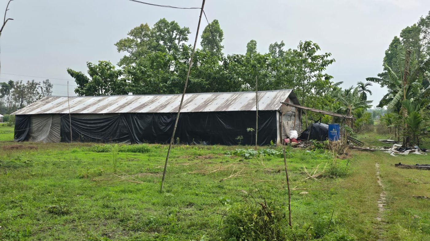 Poultry shed with netting